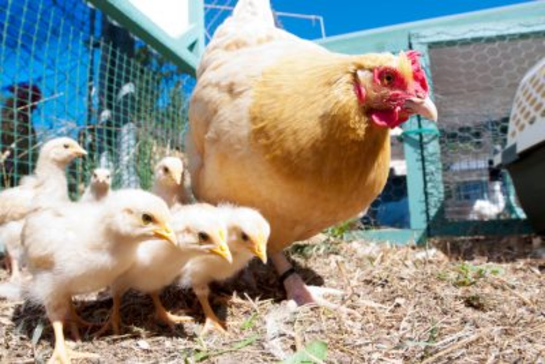 All About Orpington Chickens